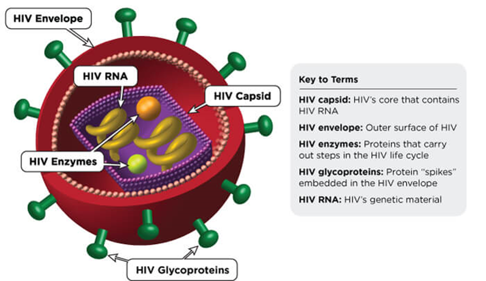 Image showing the structures of an HIV particle, including HIV RNA, HIV capsids, and HIV enzymes.